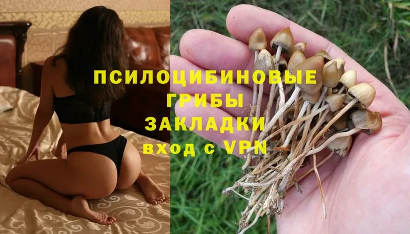 купить наркоту  Балтийск  Галлюциногенные грибы Cubensis 